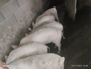 Șoldani de vînzare  - imagine 3