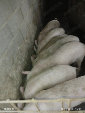 Șoldani de vînzare  - imagine 4