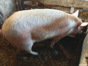 vând porci grași 