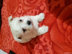 Vand bichoni maltese miny toy rasa cea mai mica 