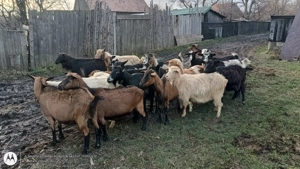 Capre de vânzare  - imagine 4