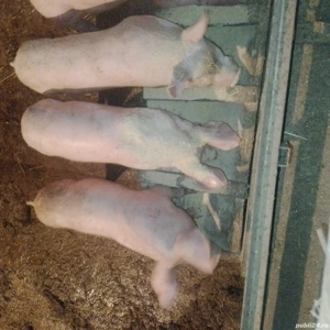 vand purcei  - imagine 3