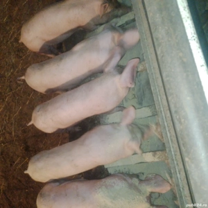 vand purcei  - imagine 2