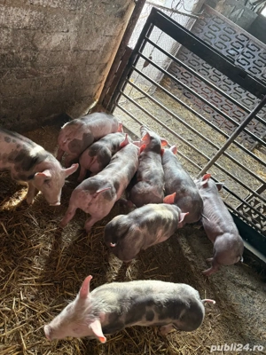 pietrain Belgian  - imagine 3