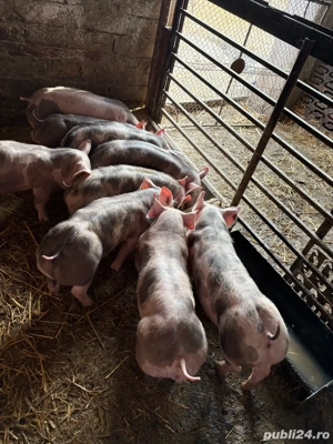 pietrain Belgian  - imagine 2