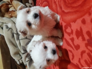 Vand bichoni maltese miny toy rasa cea mai mica  - imagine 3