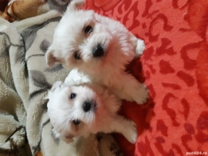 Vand bichoni maltese miny toy rasa cea mai mica  - imagine 5