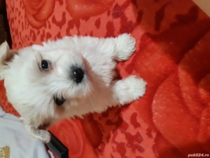 Vand bichoni maltese miny toy rasa cea mai mica  - imagine 2