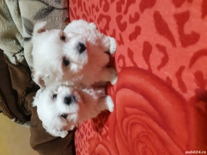 Vand bichoni maltese miny toy rasa cea mai mica  - imagine 4