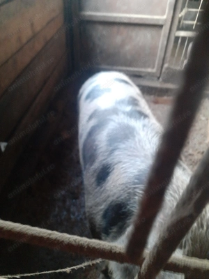 Porci de vanzare  - imagine 3
