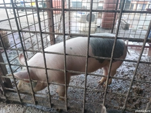 purcea de vanzare  - imagine 4