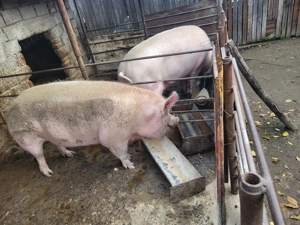 Porc de vânzare 180-190kg,14 lei kg