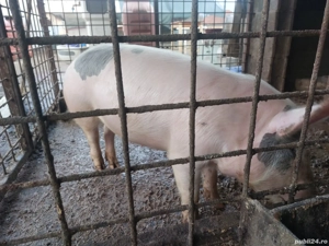 purcea de vanzare  - imagine 2