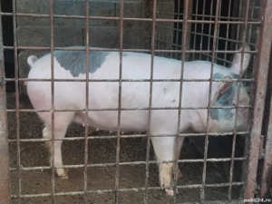 purcea de vanzare  - imagine 3