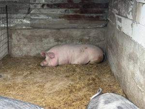 Vând porc 200 kg  - imagine 3