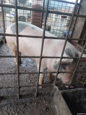 purcea de vanzare  - imagine 5