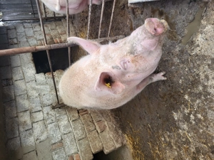 Porci de vânzare primul are 180 kg al doilea are 250kg preț 2500-180kg 3000-250kg - imagine 2