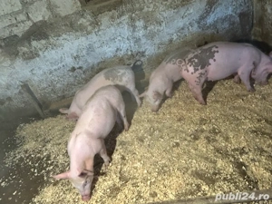 vand purcei de curte  - imagine 2