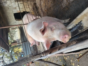 De vânzare porci crescuți în gospodarie 190kg cu 250 kg 2500 lei cel mic 3000 cel mare 