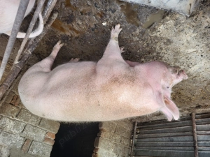 Porci de vânzare primul are 180 kg al doilea are 250kg preț 2500-180kg 3000-250kg - imagine 4