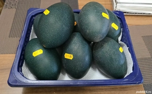 vand oua strut Emu - imagine 2