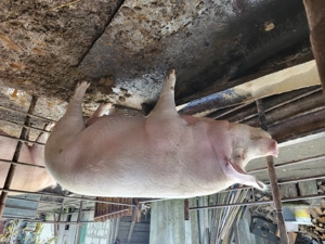 Porc crescut în gospodărie 250 kg 3000 lei se vinde la kg 12 lei - imagine 3