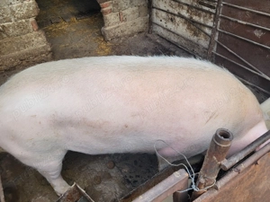 Porc crescut în gospodărie 250 kg 3000 lei se vinde la kg 12 lei