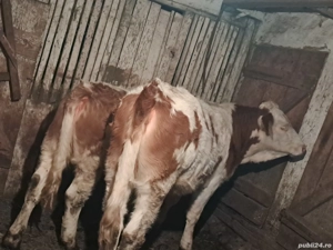 vând două juninci  - imagine 2