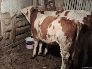 vând două juninci  - imagine 3