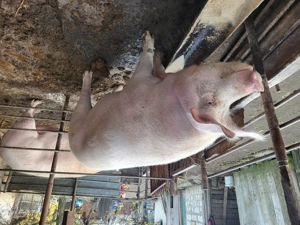 Porc crescut în gospodărie 250 kg 3000 lei se vinde la kg 12 lei - imagine 4