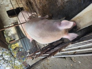 Porc crescut în gospodărie 250 kg 3000 lei se vinde la kg 12 lei - imagine 5