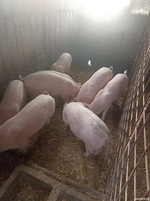 De vânzare Purcei de țară și  - imagine 2