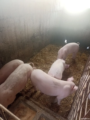 De vânzare Purcei de țară și  - imagine 5