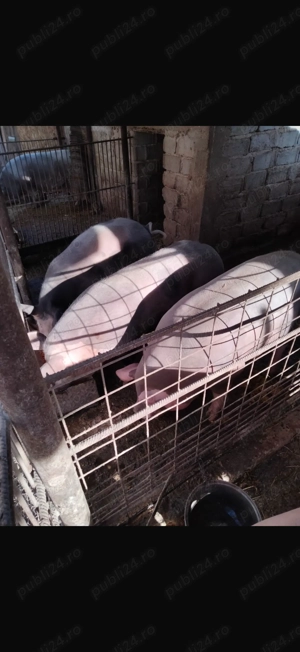 Vand porc pietran belgian 130-150kg