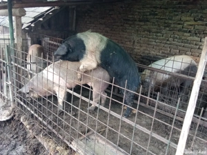 Vand vier bazna certificat - imagine 2