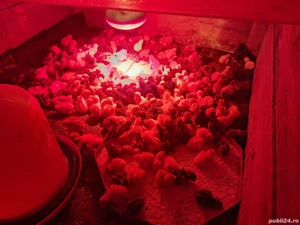 oua de prepelita - imagine 2