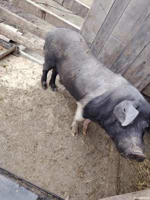 vier bazna  - imagine 2