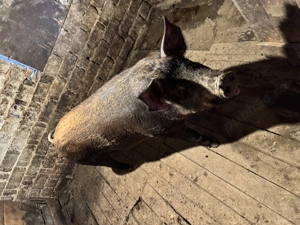 Porci de rasă bio - imagine 2