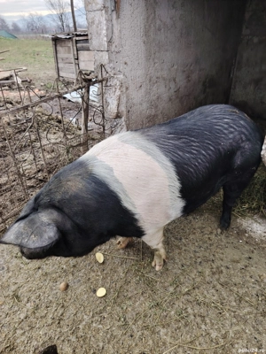 purcea bazna  - imagine 2