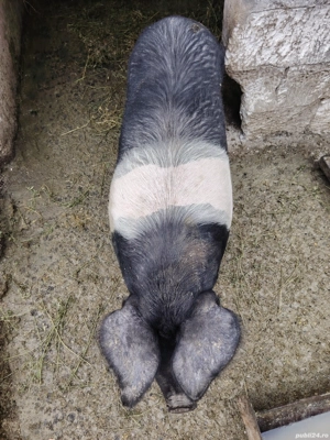 purcea bazna  - imagine 3