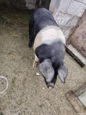 purcea bazna  - imagine 4