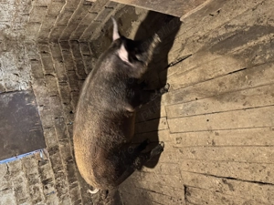 Porci de rasă bio - imagine 3