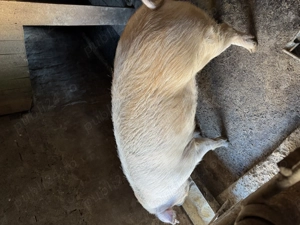 Porci de rasă bio - imagine 4