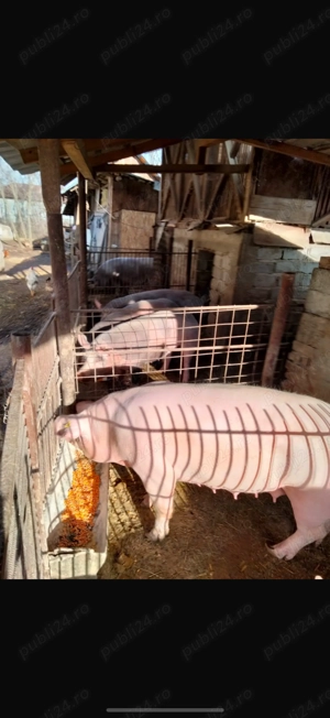 Vand porc pietran belgian 130-150kg - imagine 2