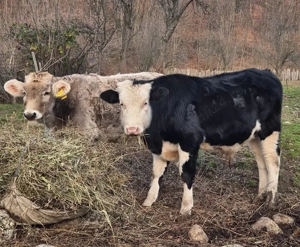 Vand vitel de 8 luni Angus Baltata - Vaideeni, Valcea - imagine 2