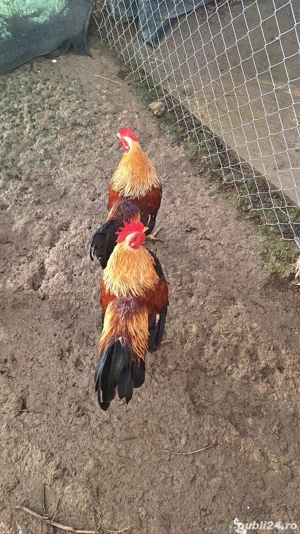 Cocosi olandezi talie mica - imagine 2