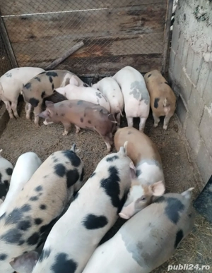 Purcei de vânzare  - imagine 3