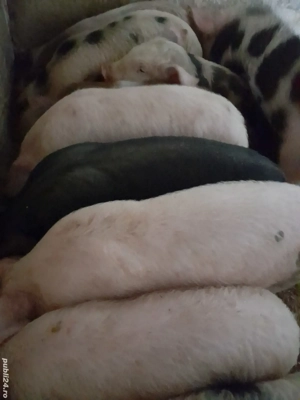 purcei 12 săptămâni 320 lei