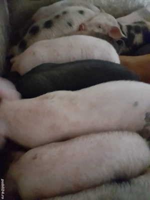 purcei 12 săptămâni 320 lei - imagine 3