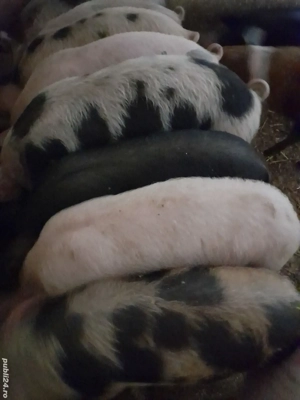 purcei 12 săptămâni 320 lei - imagine 5